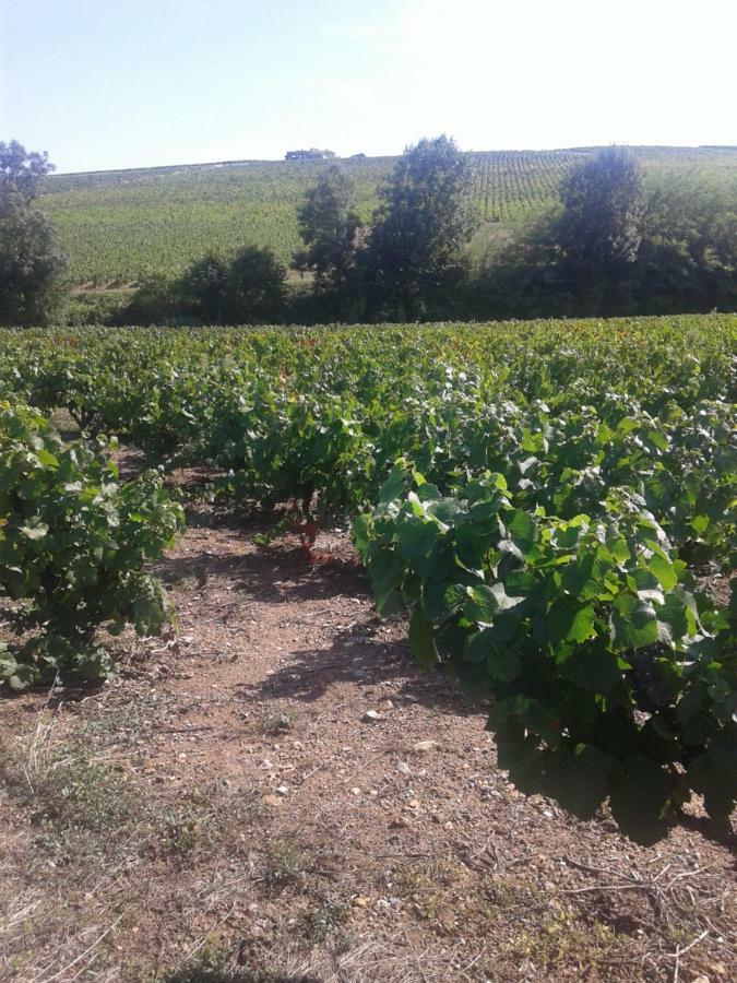 La Maison Des Vignes Charentay Eksteriør billede